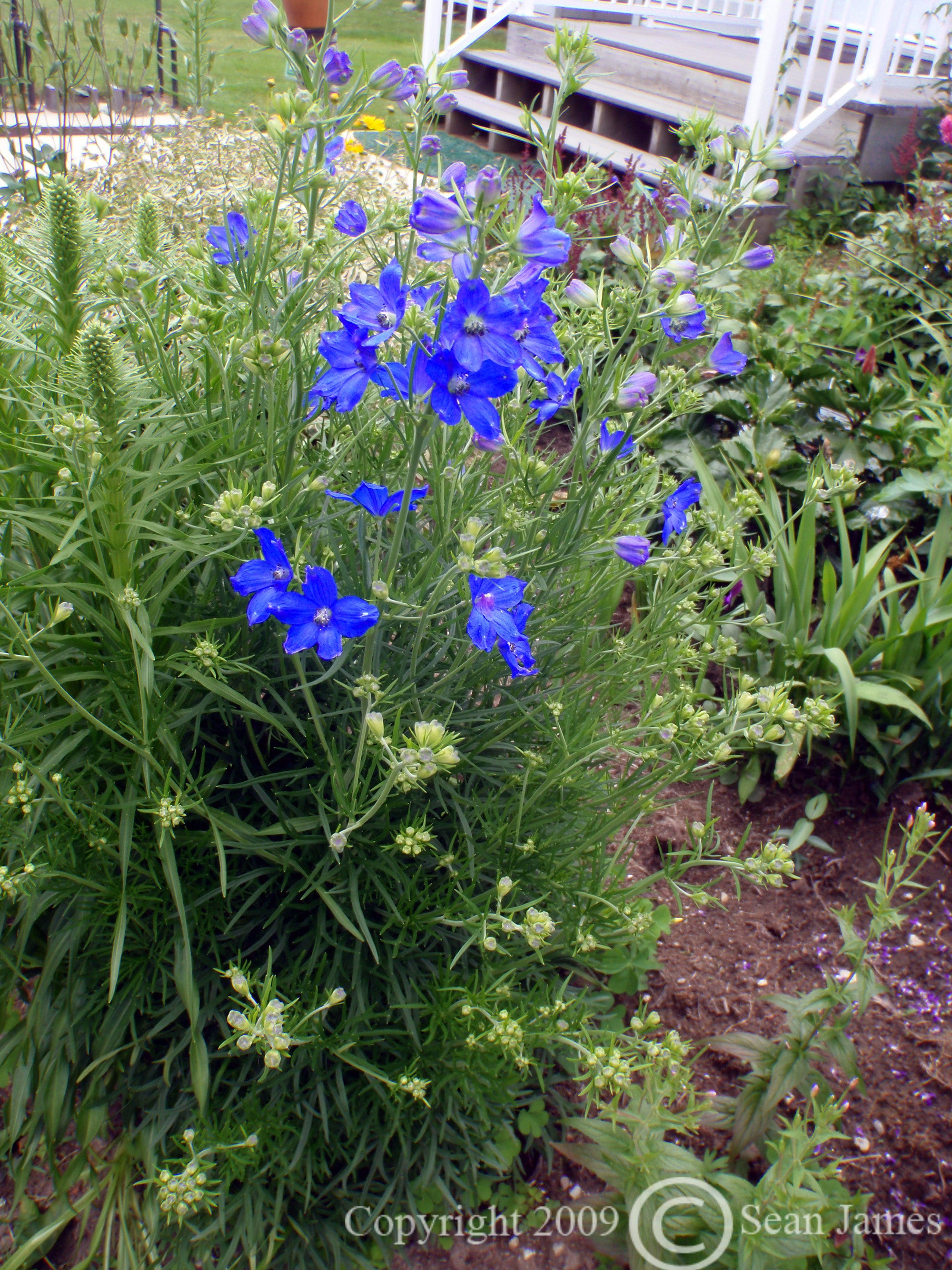 Delphinium grandiflorum Blue Butterfly Chinese Larkspur