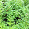 Dryopteris spinulosa Toothed Wood Fern