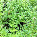 Dryopteris spinulosa Toothed Wood Fern