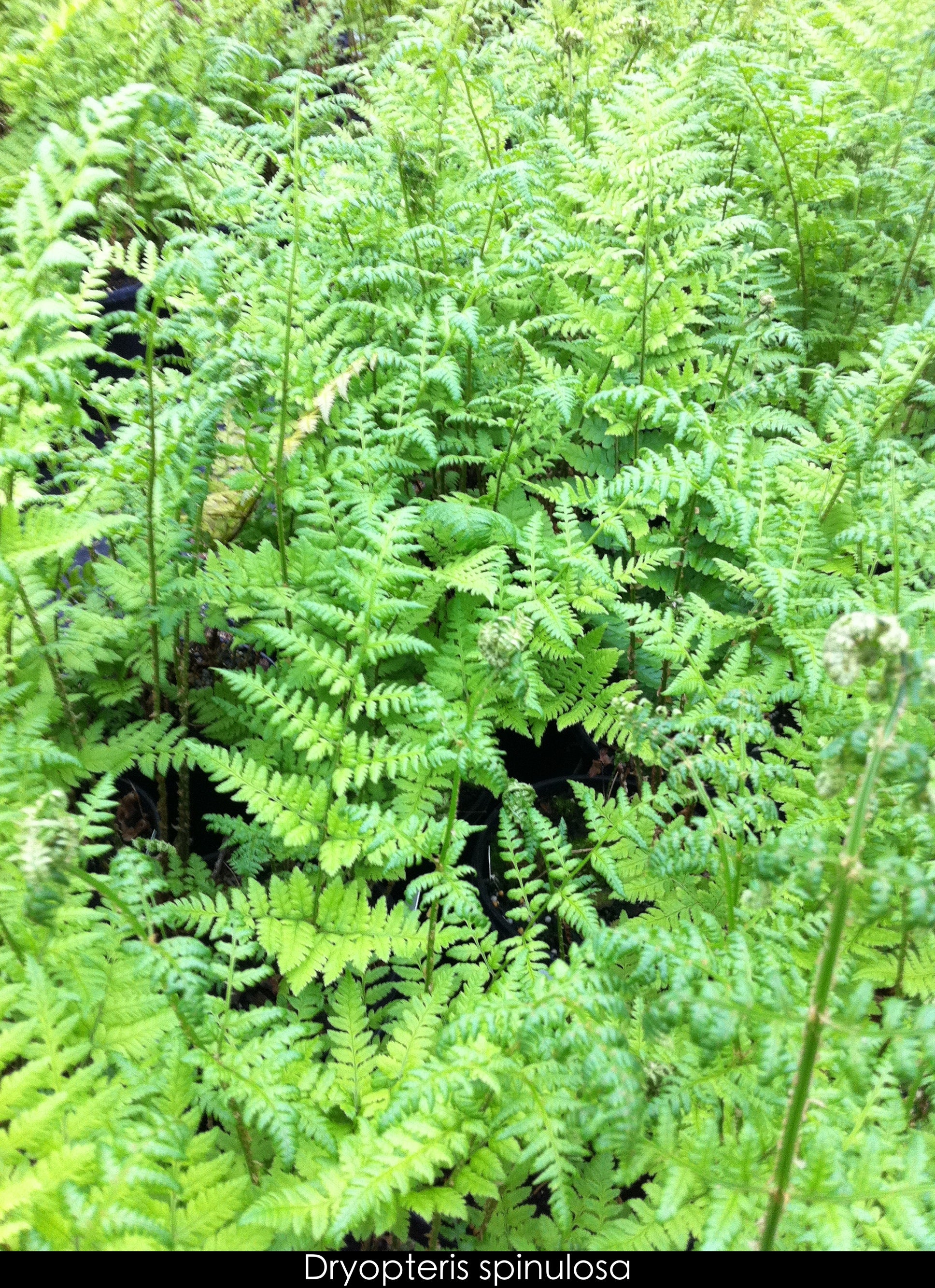 Dryopteris spinulosa Toothed Wood Fern