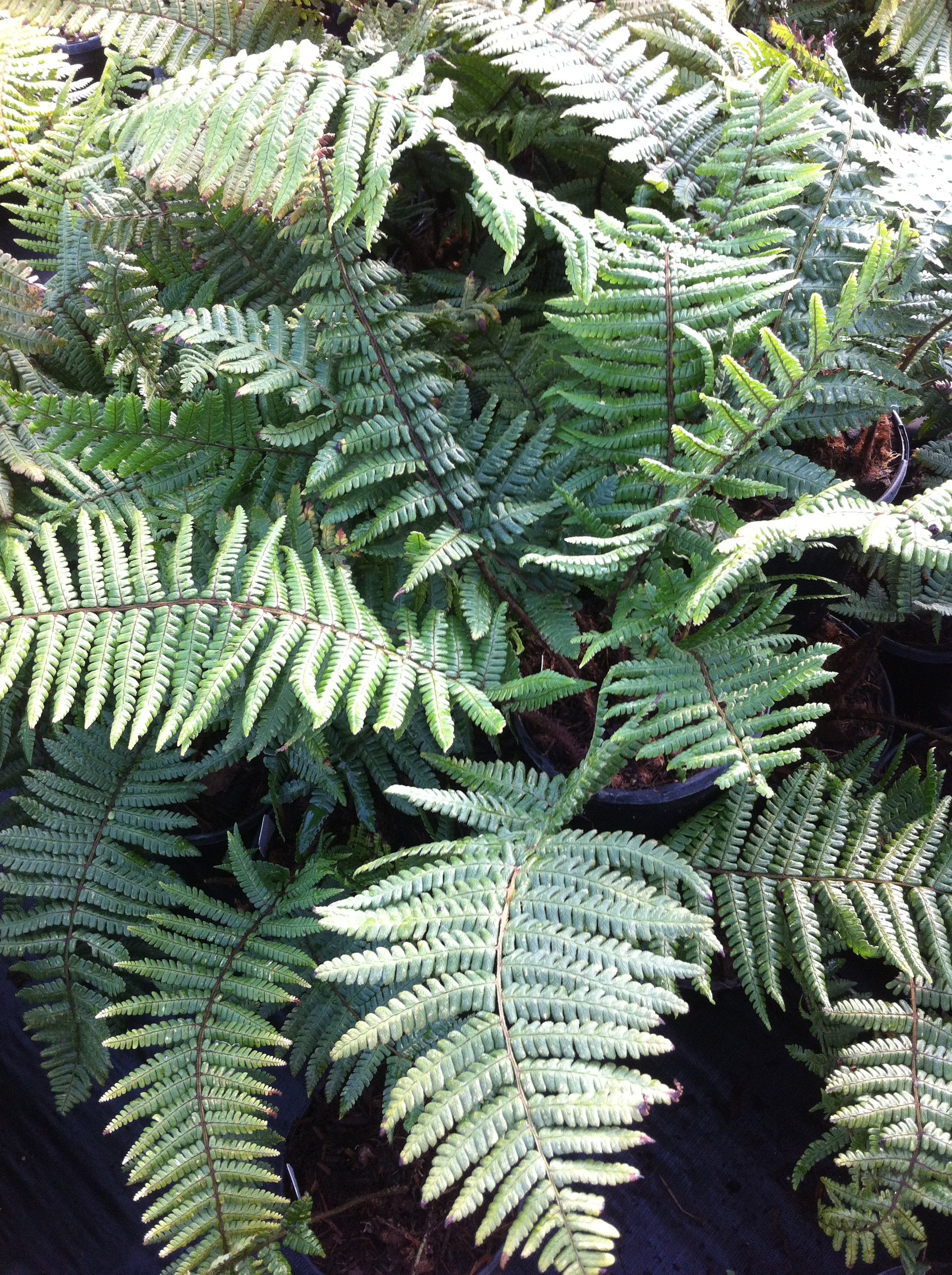 Dryopteris wallichiana Wallich's Wood Fern