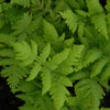 Gymnocarpium dryopteris Western Oak Fern