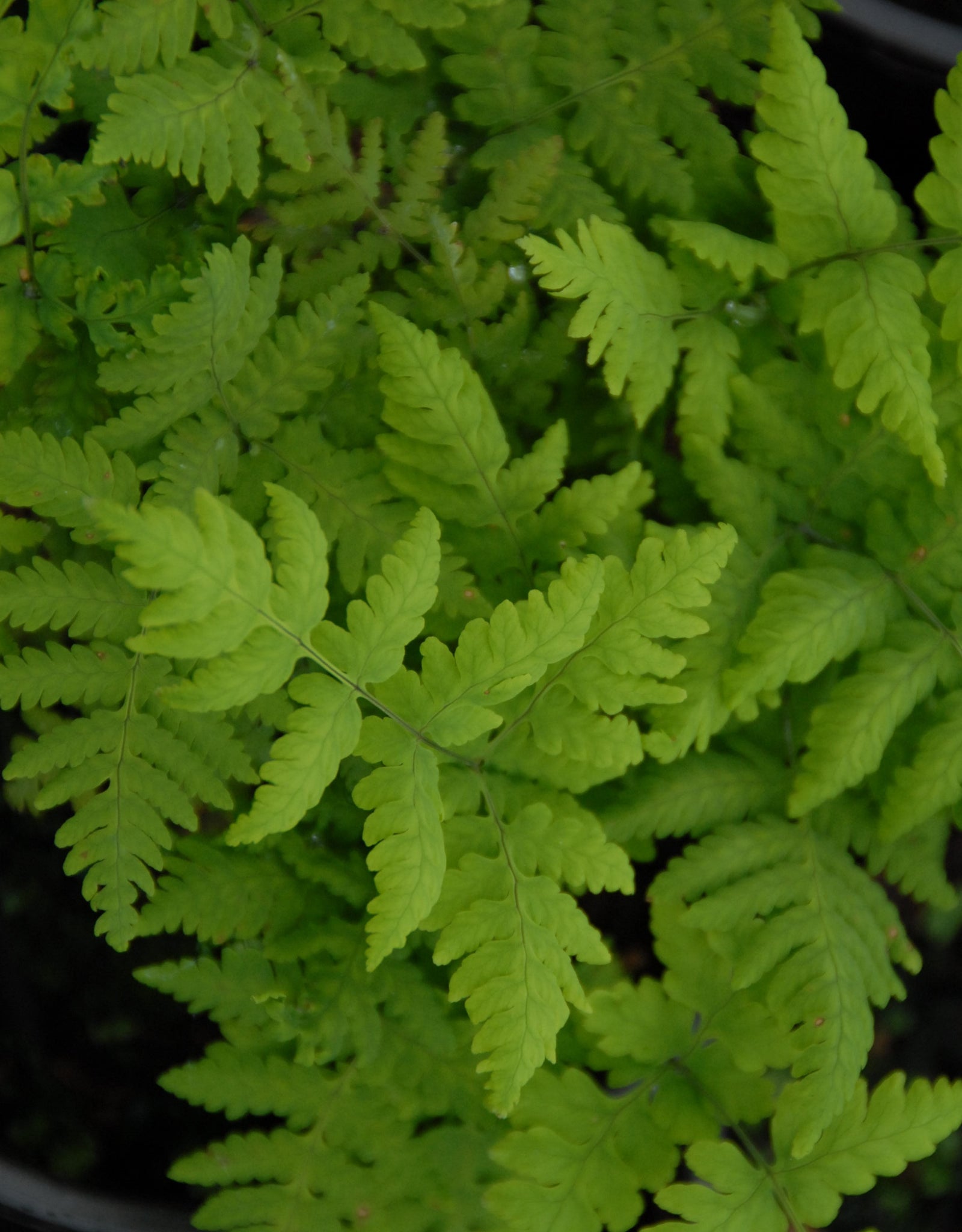 Gymnocarpium dryopteris Western Oak Fern