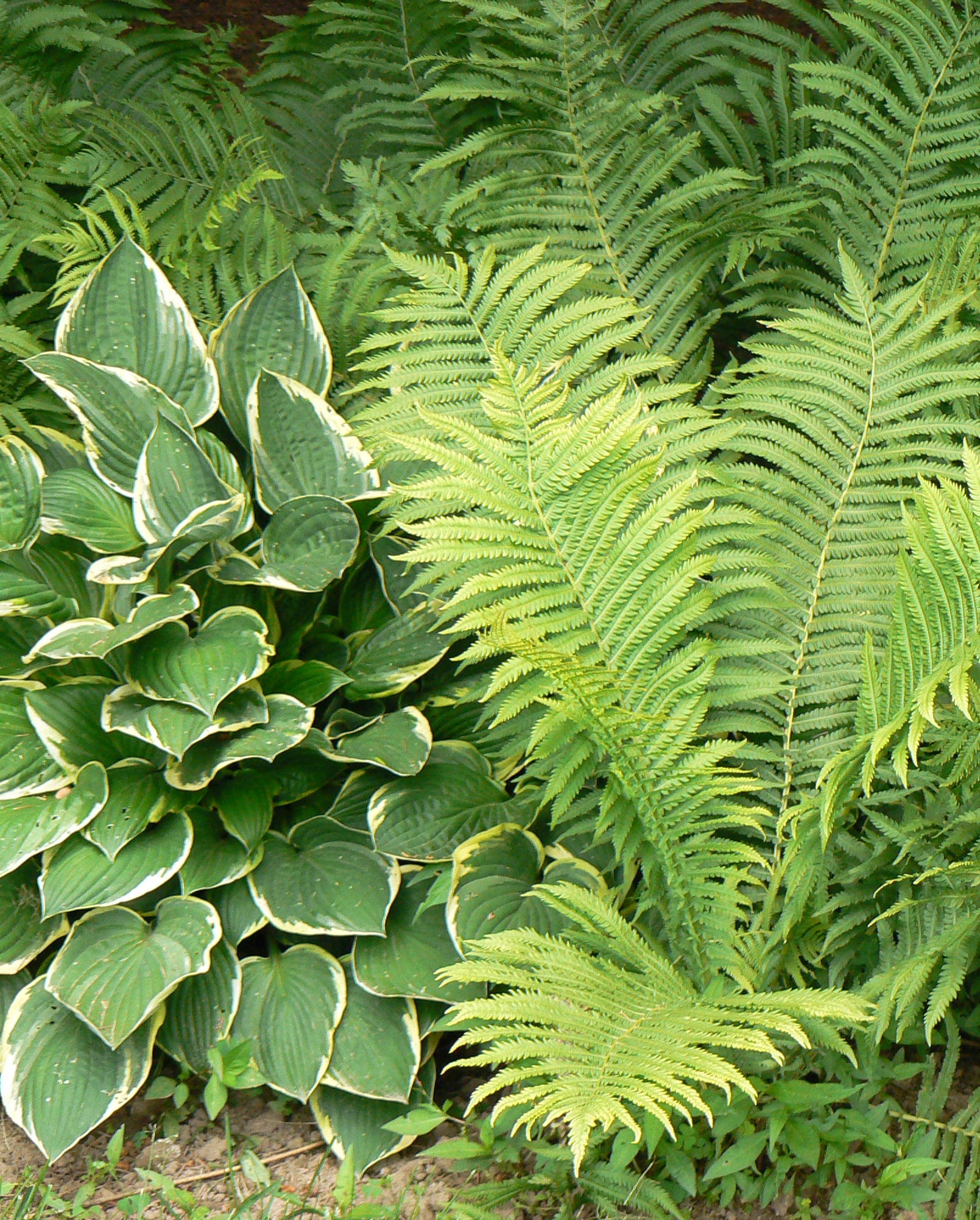 Matteuccia struthiopteris Ostrich Fern