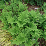 Onoclea sensibilis Sensitive Fern