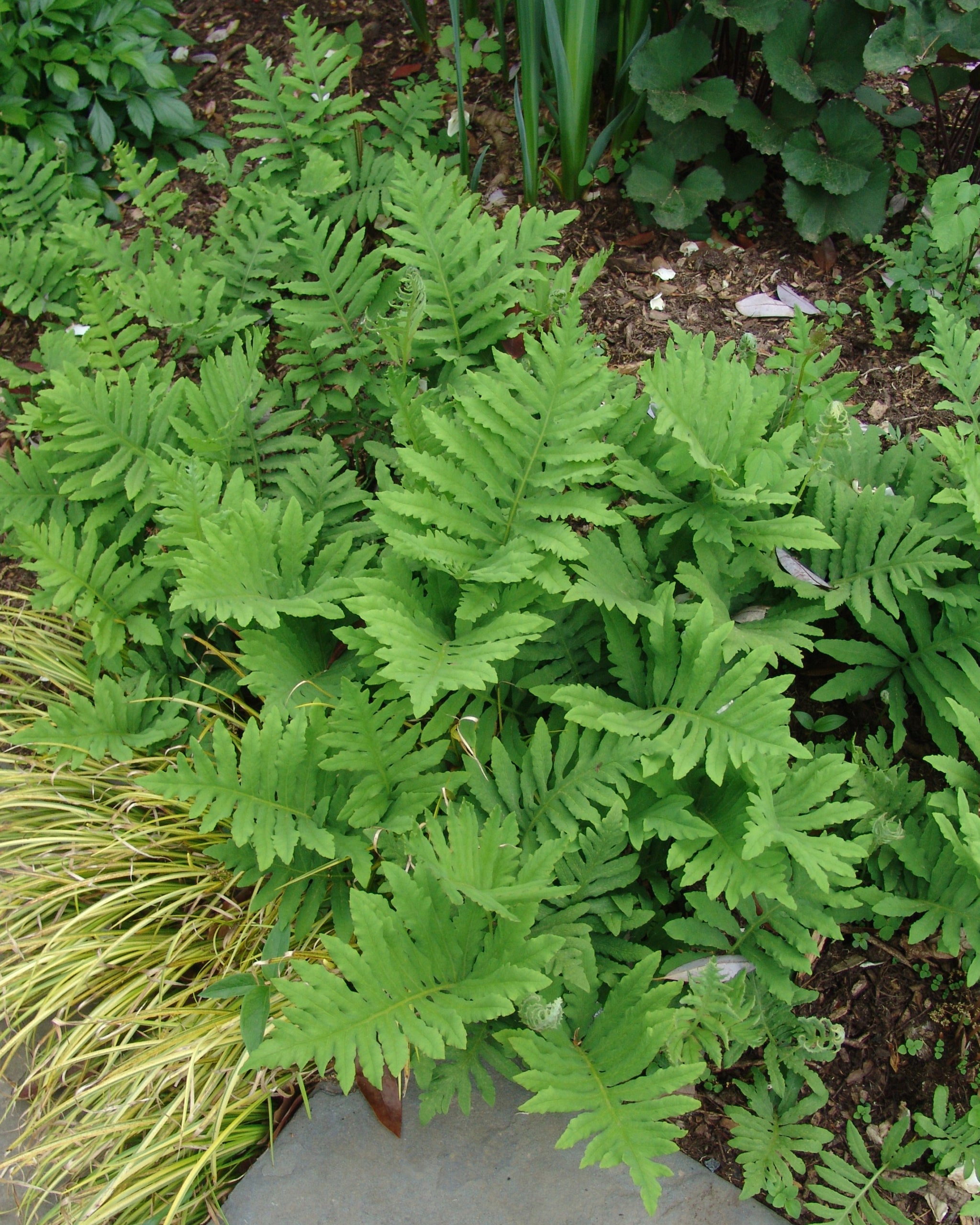 Onoclea sensibilis Sensitive Fern