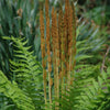 Osmunda cinnamomea Cinnamon Fern