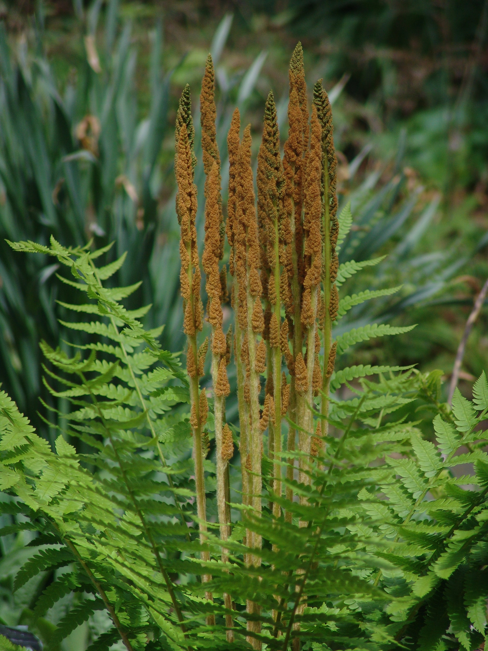 Osmunda cinnamomea Cinnamon Fern