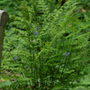 Osmunda regalis Royal Fern