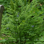 Osmunda regalis Royal Fern