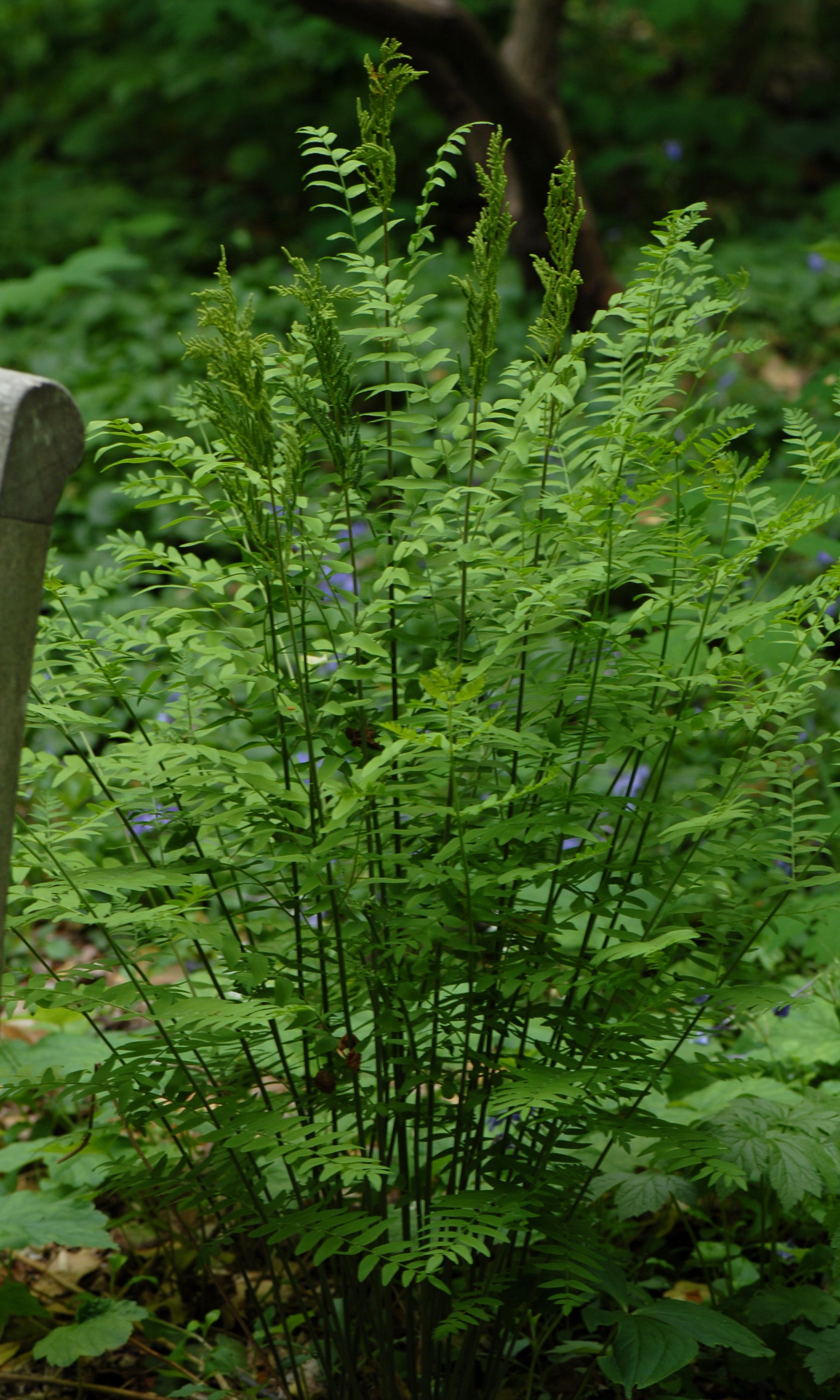 Osmunda regalis Royal Fern