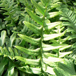 Polypodium vulgare Wall Fern