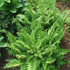 Polystichum acrostichoides Christmas Fern