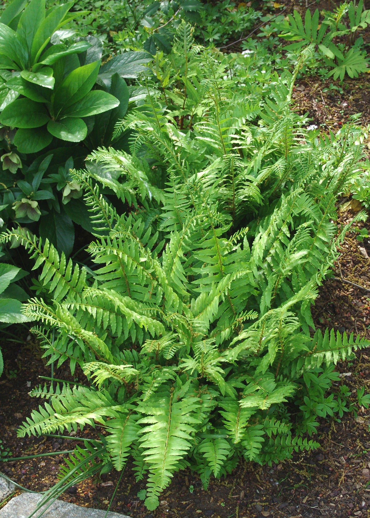 Polystichum acrostichoides Christmas Fern