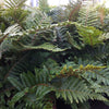 Polystichum polyblepharum Japanese Tassel Fern