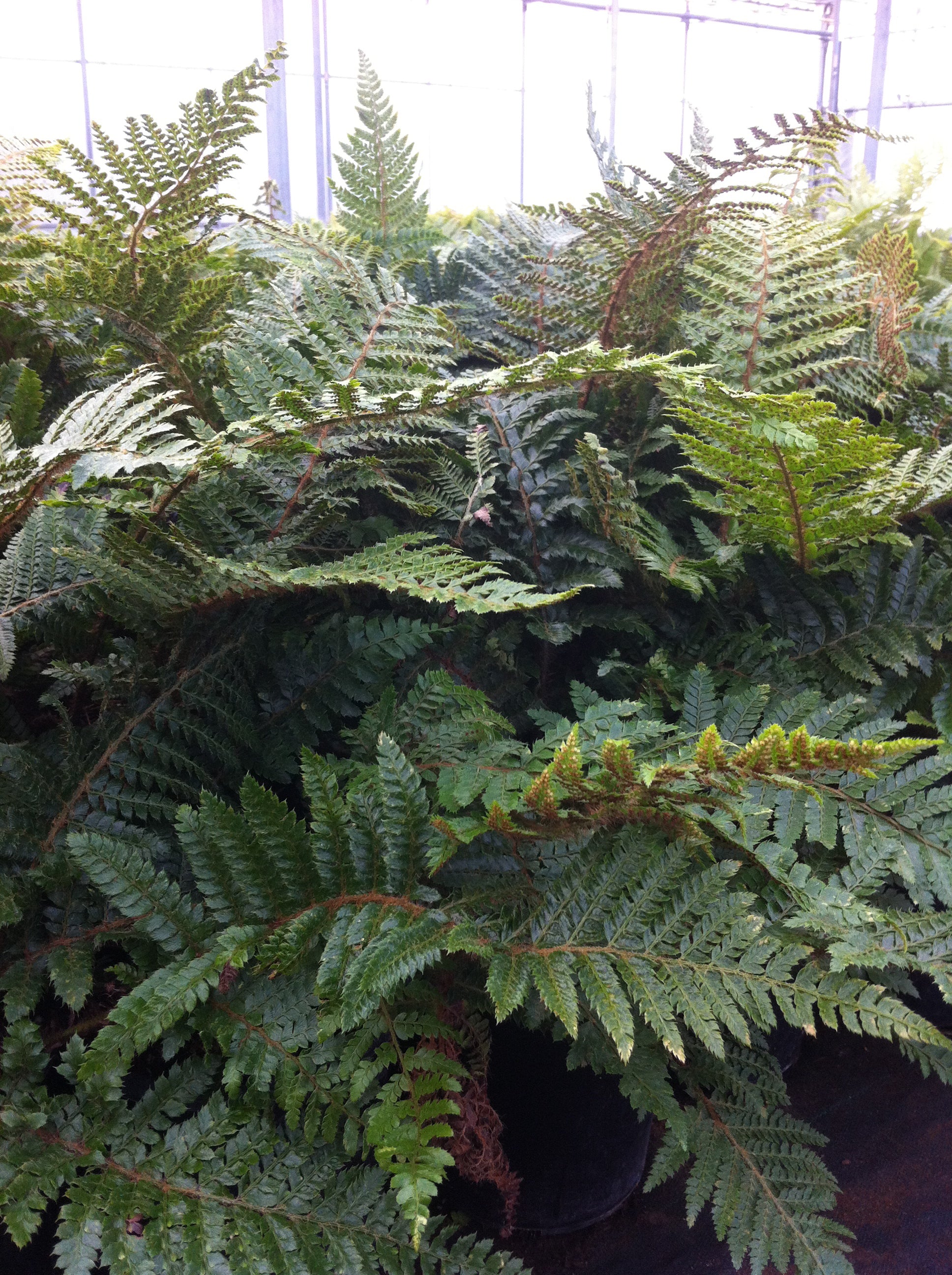 Polystichum polyblepharum Japanese Tassel Fern