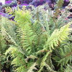 Polystichum setiferum Herrenhausen Soft Shield Fern