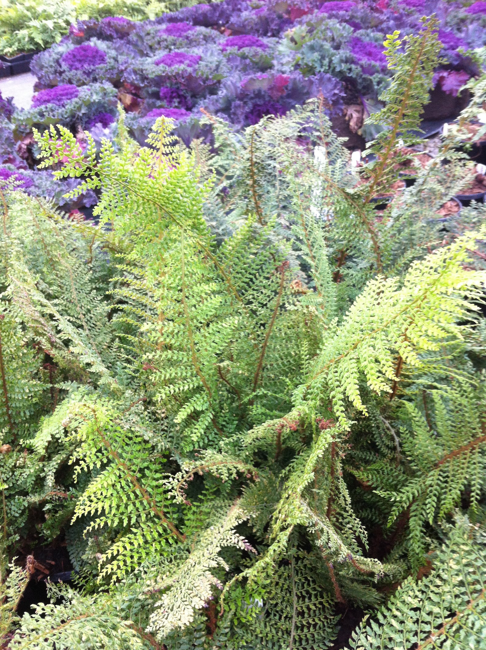 Polystichum setiferum Herrenhausen Soft Shield Fern