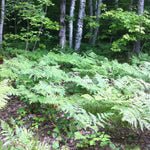 Pteridium aquilinum Bracken Fern