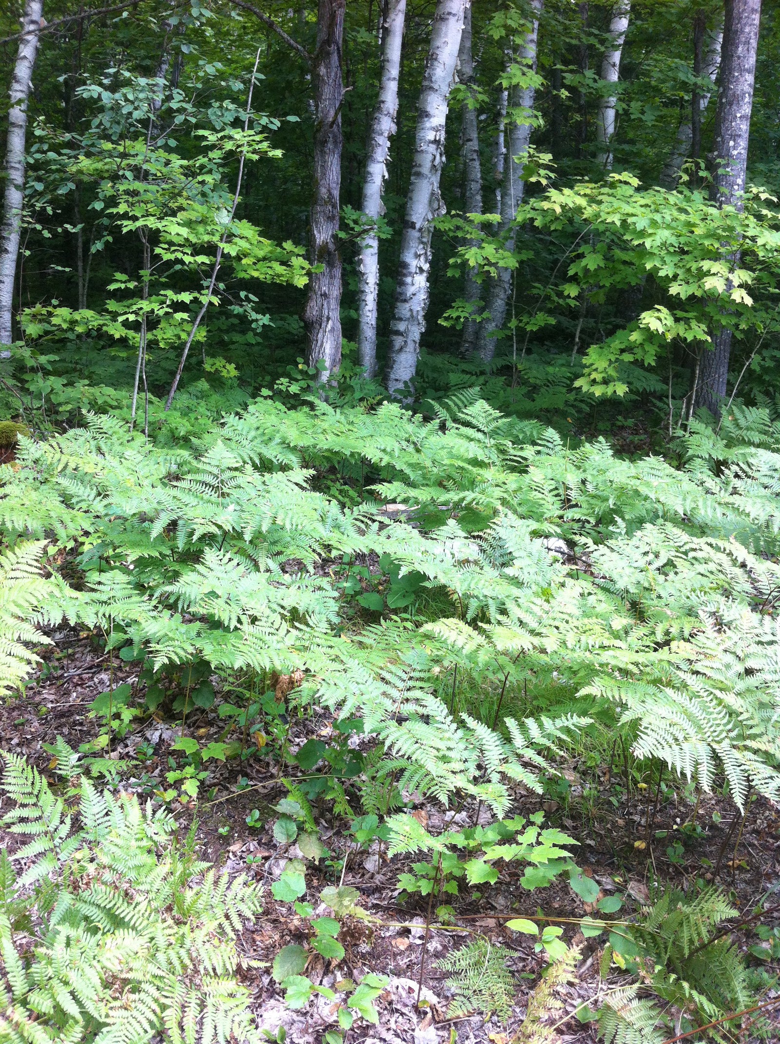 Pteridium aquilinum Bracken Fern