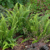 Thelypteris decursive pinnata Japanese Beech Fern