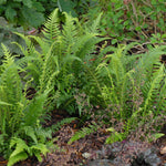 Thelypteris decursive pinnata Japanese Beech Fern