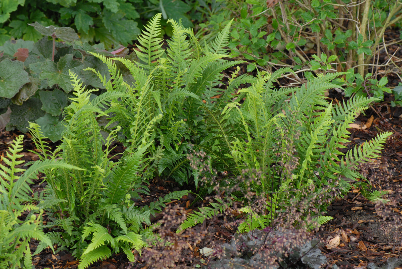 Thelypteris decursive pinnata Japanese Beech Fern