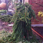 Picea abies Pendula Weeping Norway Spruce