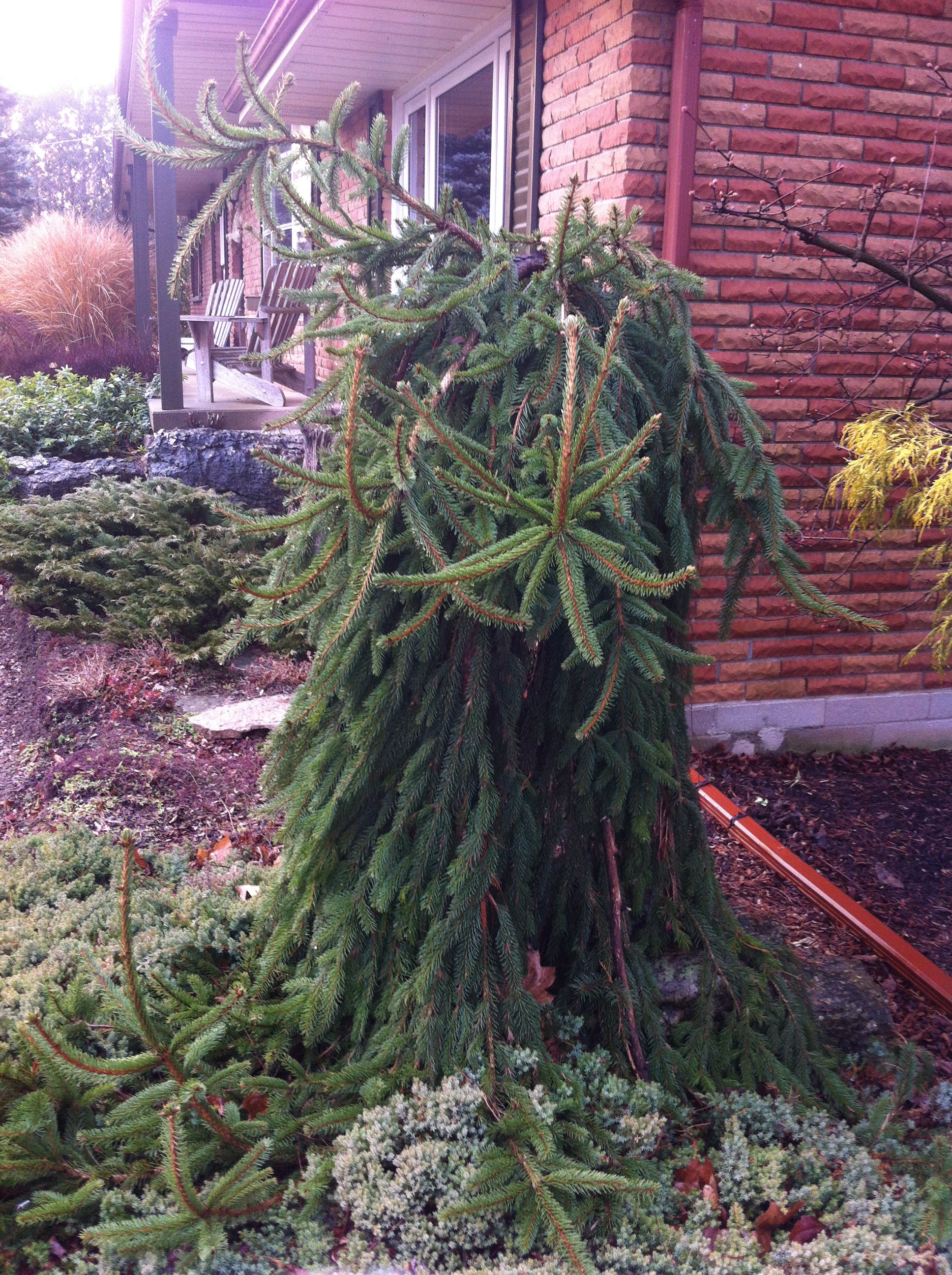 Picea abies Pendula Weeping Norway Spruce