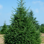 Picea glauca White Spruce