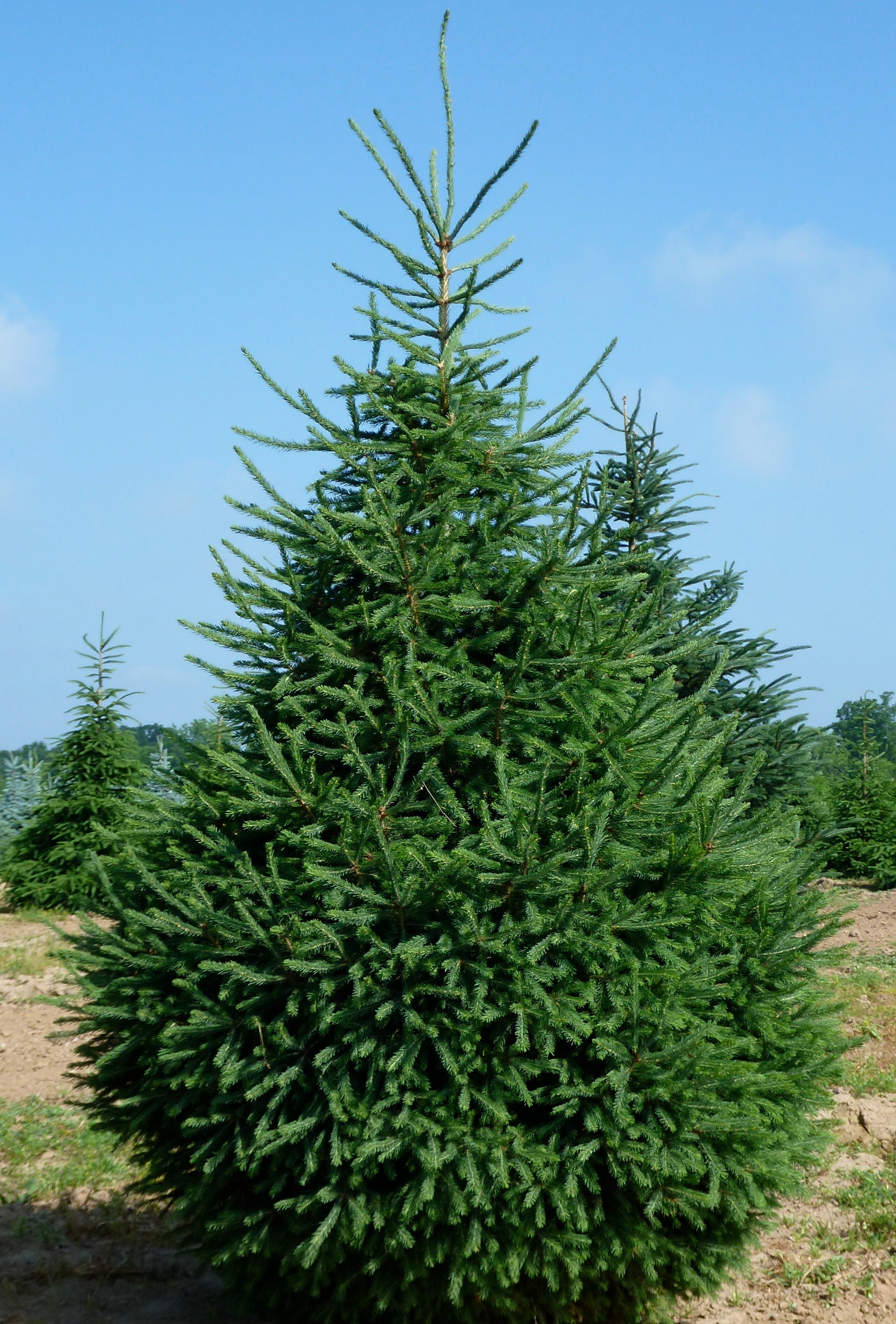 Picea glauca White Spruce