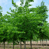 Ulmus americana Valley Forge Valley Forge Elm