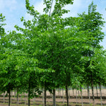 Ulmus americana Valley Forge Valley Forge Elm