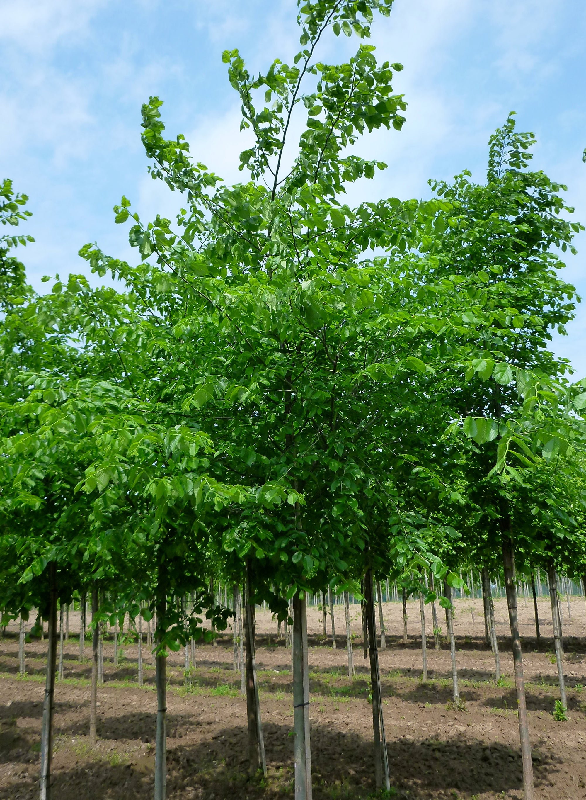 Ulmus americana Valley Forge Valley Forge Elm