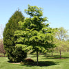 Ulmus davidiana var. japonica Accolade Morton COPF Accolade Elm