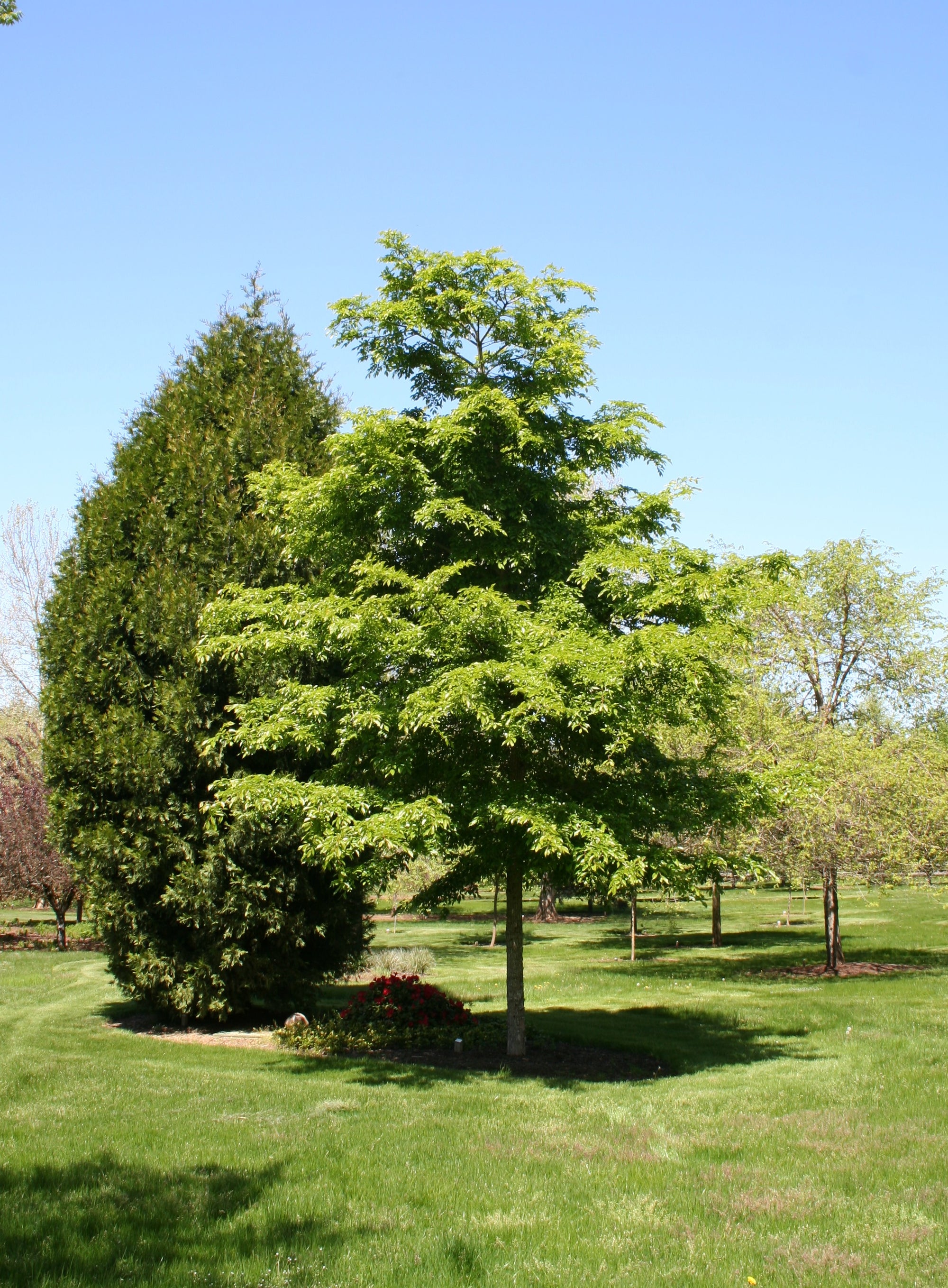 Ulmus davidiana var. japonica Accolade Morton COPF Accolade Elm