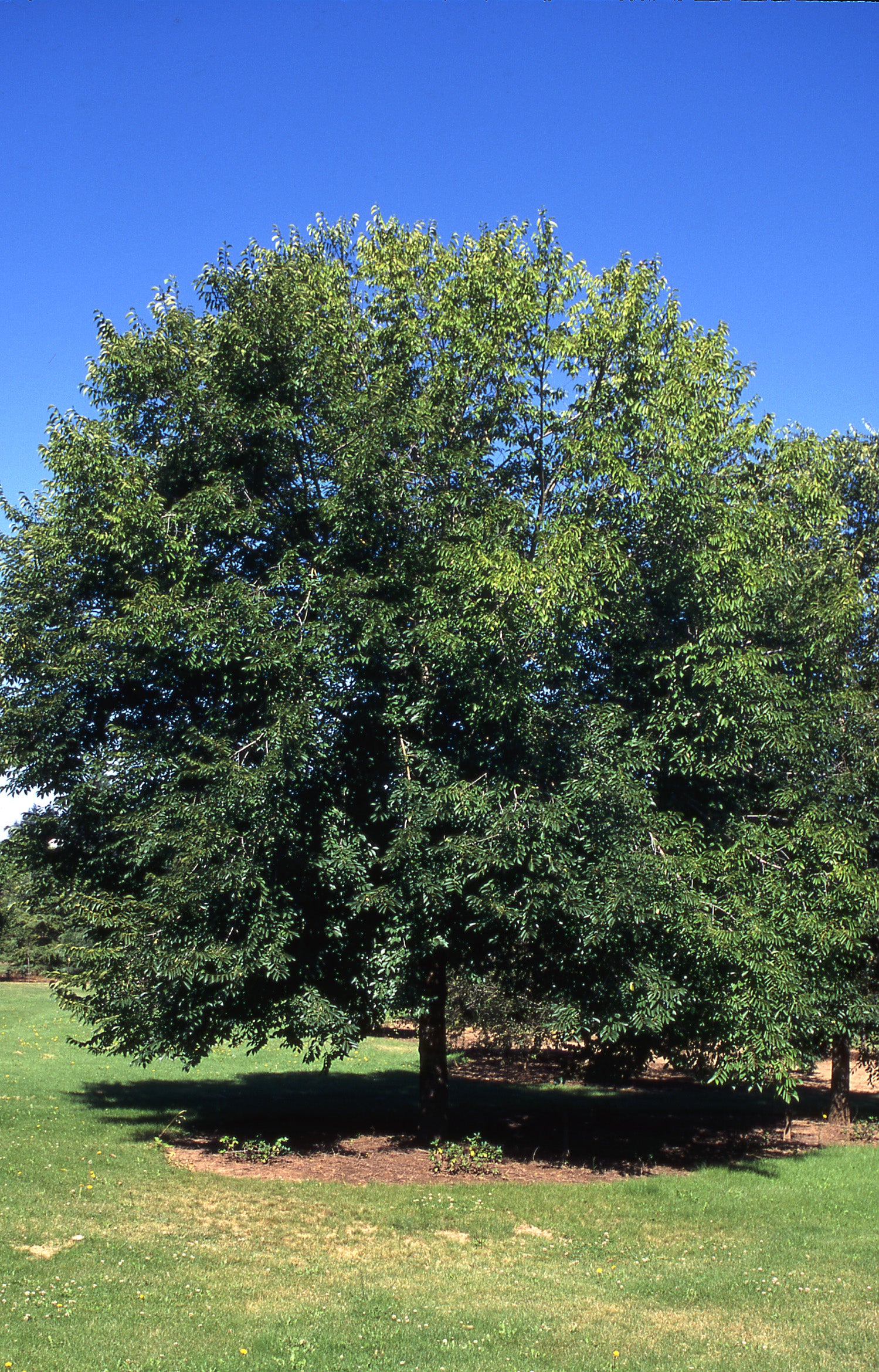 Ulmus x Pioneer Pioneer Elm