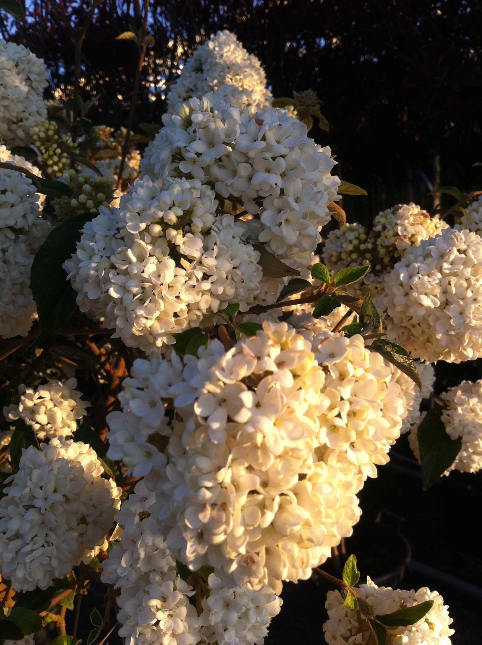 Viburnum Eskimo Eskimo Snowball