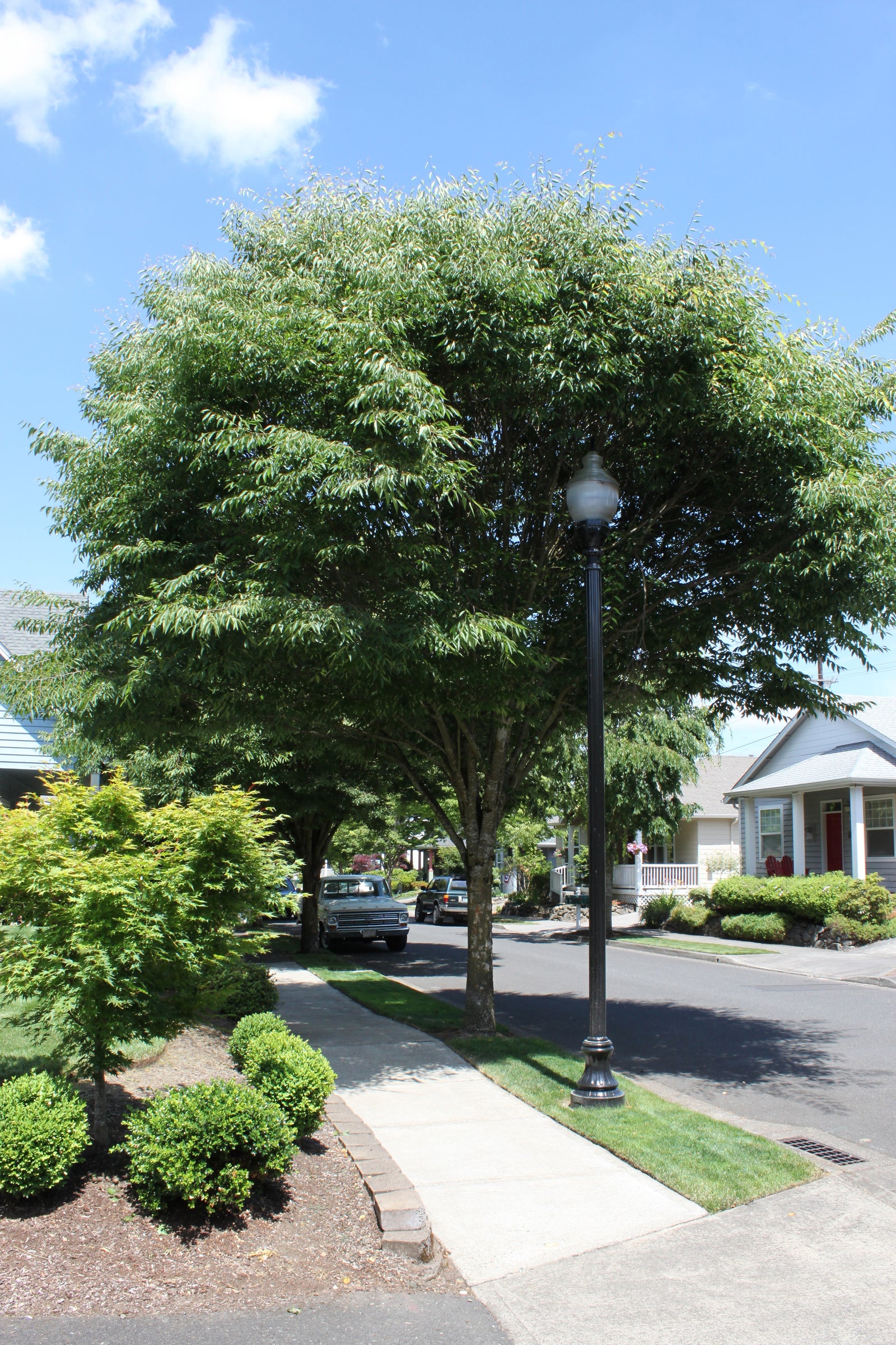 Zelkova serrata Green Vase PP5080 Green Vase Zelkova