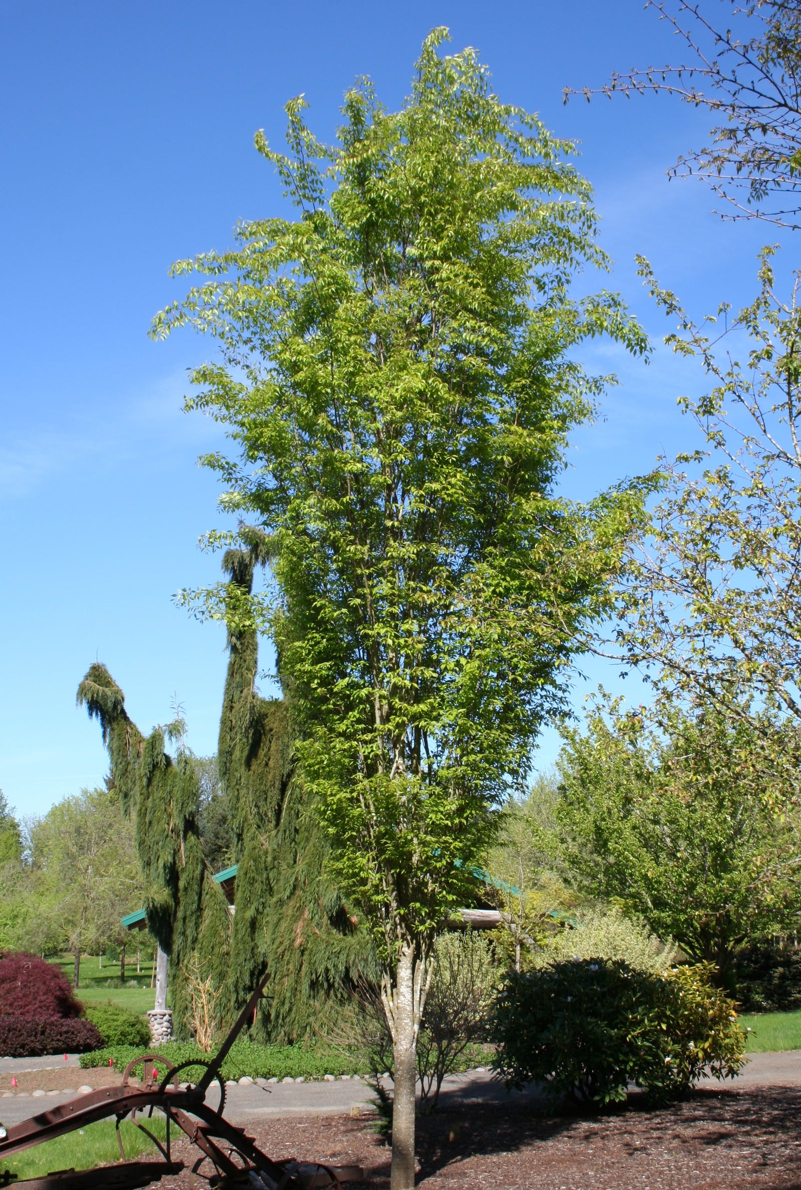 Zelkova serrata Musashino Musashino Zelkova