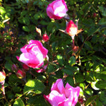 Rosa Carefree Delight MEIpotal PP8841, COPF Carefree Delight Rose