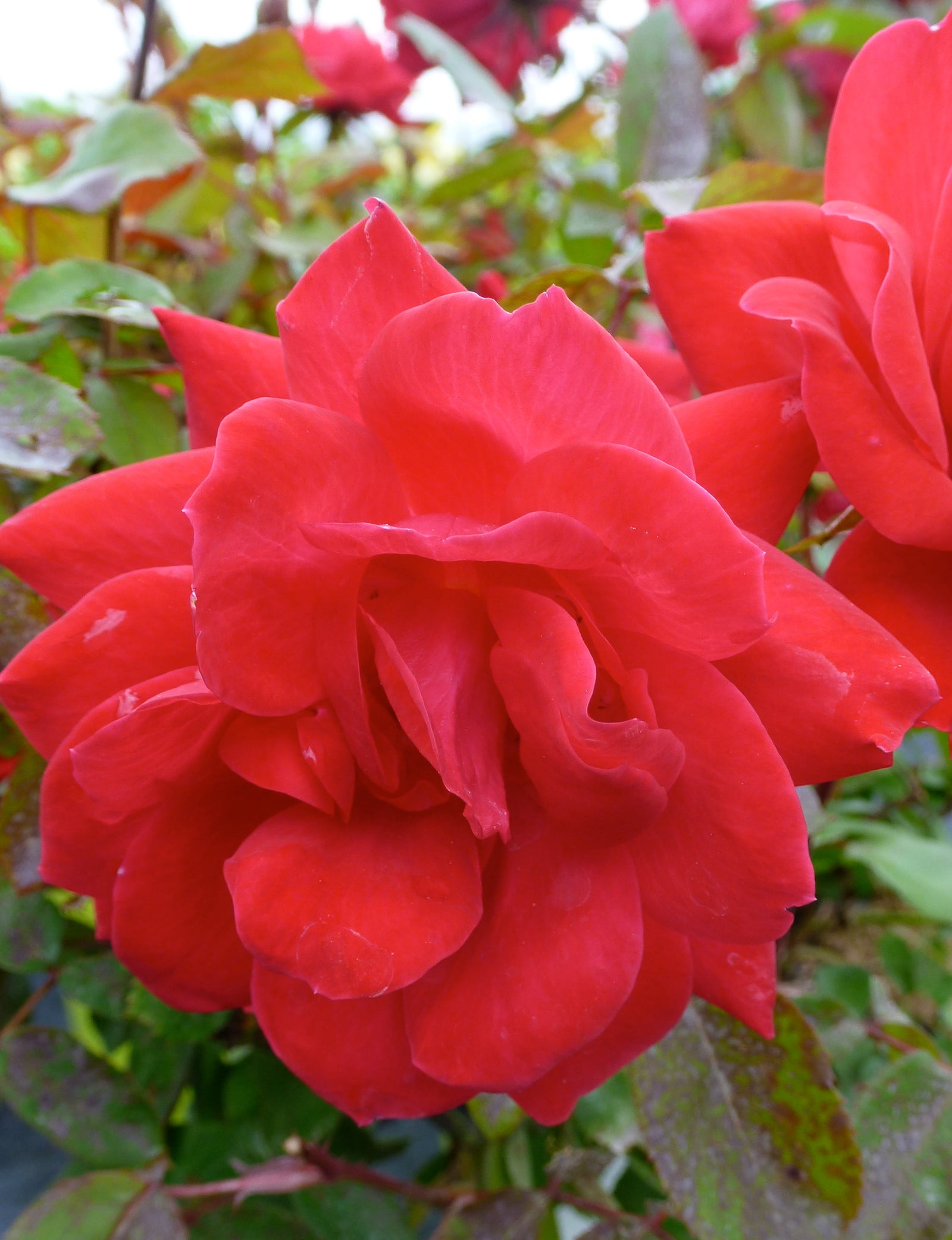 Rosa Knock Out Double Red RADtko PP16202, CPBR3104 Double Red Knock Out Rose