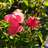 Rosa Flower Carpet Coral NOAla PP14441, CPBR1677 Coral Carpet Rose