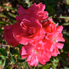 Rosa Flower Carpet Pink Supreme NOA250092 PP16276 Pink Supreme Carpet Rose