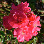 Rosa Flower Carpet Pink Supreme NOA250092 PP16276 Pink Supreme Carpet Rose