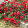 Rosa Flower Carpet Red NOAre PP11308, CPBR1475 Red Carpet Rose