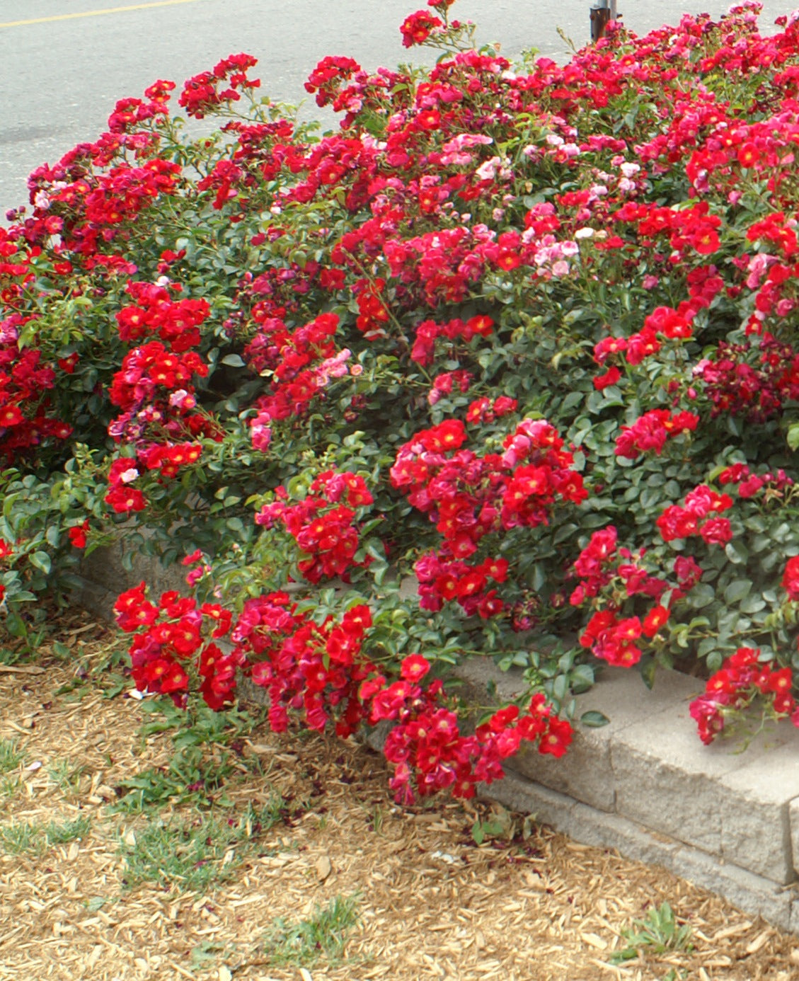 Rosa Flower Carpet Red NOAre PP11308, CPBR1475 Red Carpet Rose