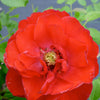 Rosa Flower Carpet Scarlet NOA83100B PP17373, CPBR2622 Scarlet Carpet Rose