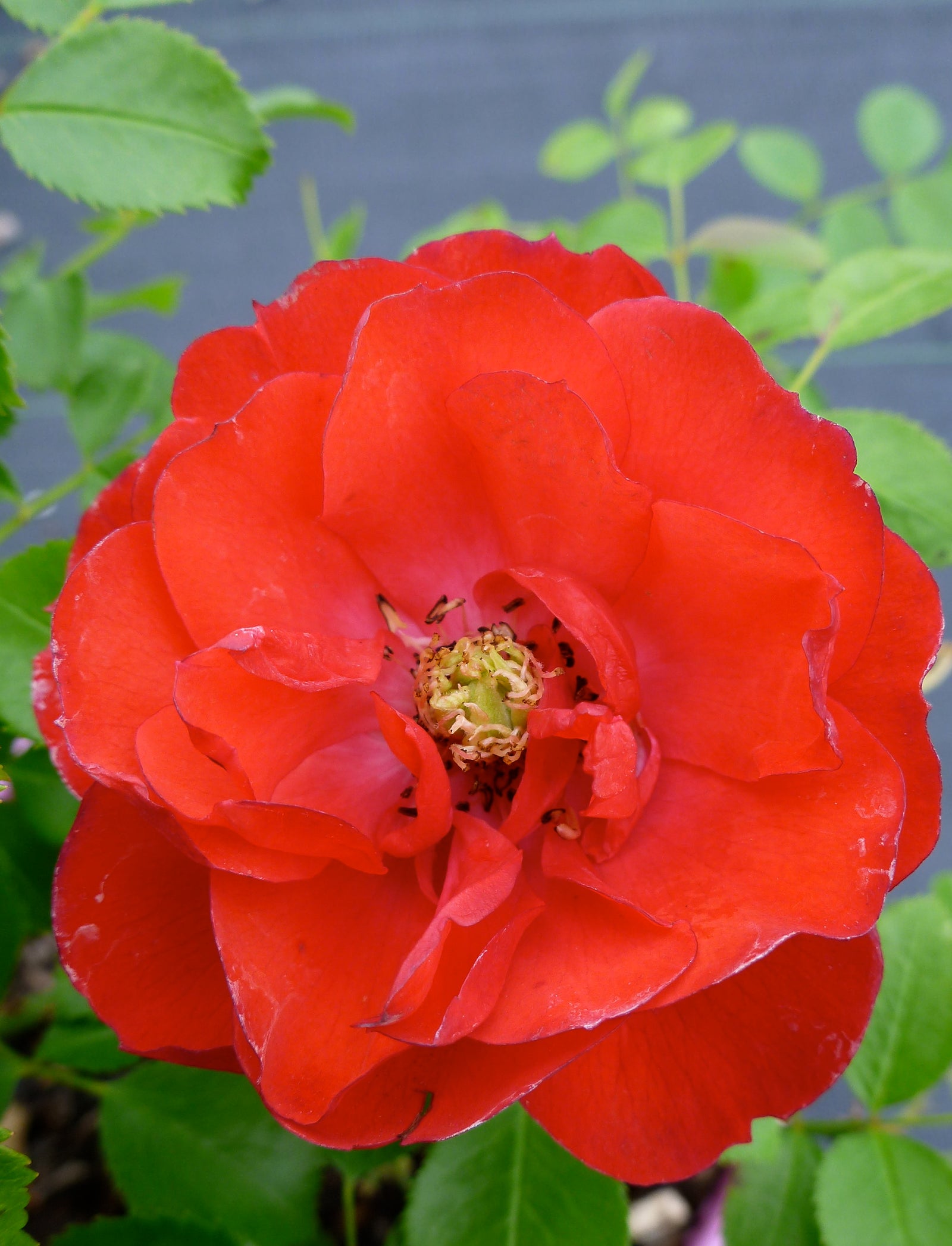 Rosa Flower Carpet Scarlet NOA83100B PP17373, CPBR2622 Scarlet Carpet Rose