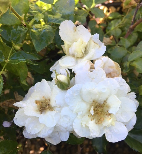 Rosa Flower Carpet White NOAschnee PP9573. CPBR0210 White Carpet Rose